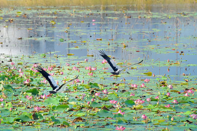 Close-up of birds flying over lake