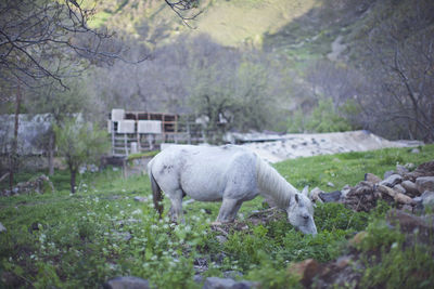Grass grazing on field