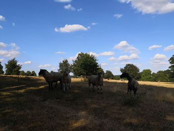 Horses in a field