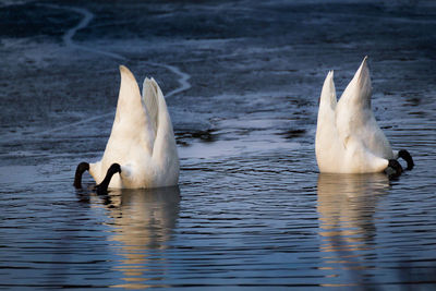 White birds foraging in lake