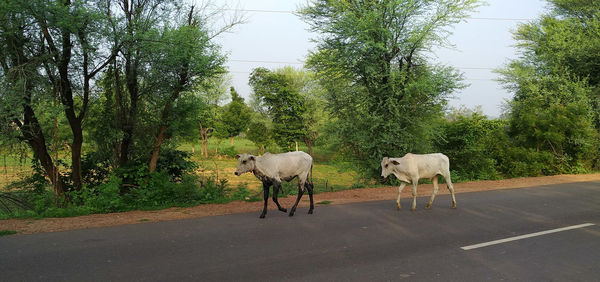 Cows grazing in the road