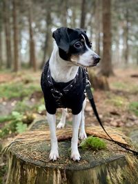 Dog looking away in forest