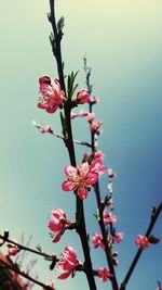 Low angle view of pink flowers blooming against sky