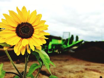 Close-up of sunflower on field against sky