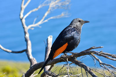 Low angle view of bird perching on branch against sky