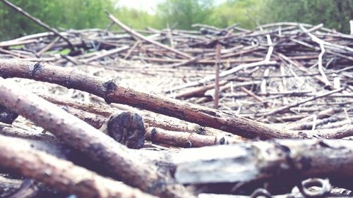 Close-up of log in forest