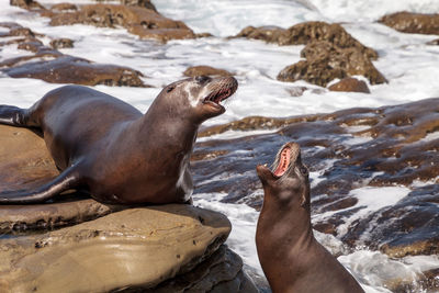 Arguing california sea lion zalophus californianus shouting on the rocks of la jolla cove 