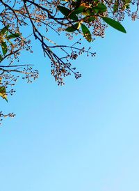 Low angle view of flower tree against clear blue sky