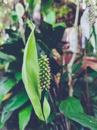 High angle view of flowering plant