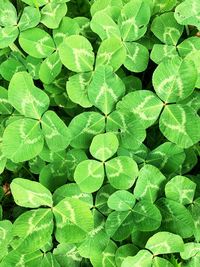 Full frame shot of green leaves