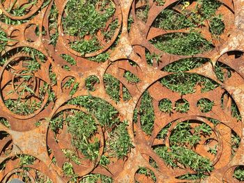 Full frame shot of plants growing in forest