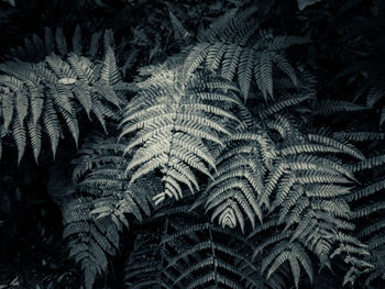 Full frame shot of plants during winter