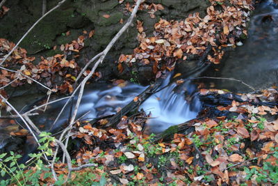 Stream flowing through a forest