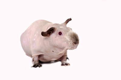 Close-up of a rabbit over white background