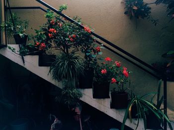 Potted plants on the wall