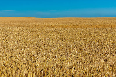 Scenic view of wheat field