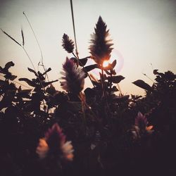 Close-up of plants against sky at sunset