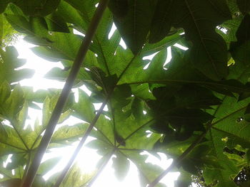Low angle view of leaves