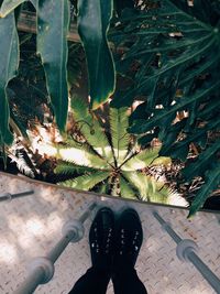 Low section of woman standing by plants