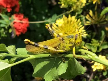 Close-up of butterfly pollinating flower