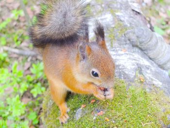 Close-up of squirrel on grass