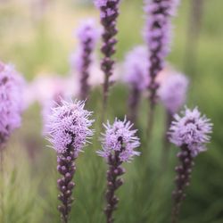 Close-up of purple flowers