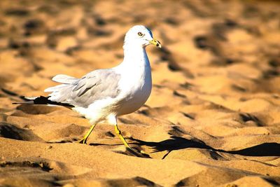 Close-up of seagull perching on sand