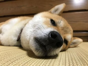 Close-up portrait of dog sleeping