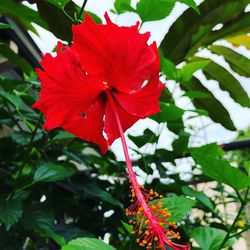 Close-up of red hibiscus blooming outdoors