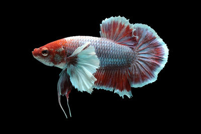 Close-up of fish underwater
