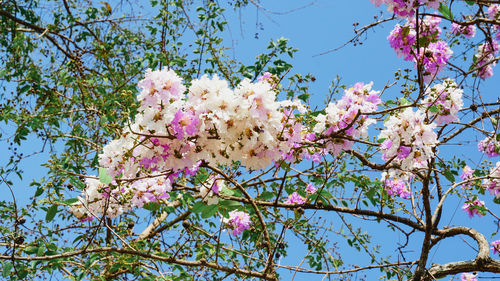 Low angle view of pink cherry blossoms in spring