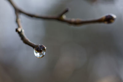 Close-up of water drops on twig