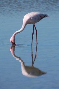 Side view of a bird in water