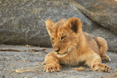 One lion cub lying down in the shade of a tree