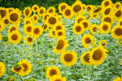 Full frame shot of yellow flowering plants