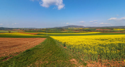 Scenic view of agricultural field against sky