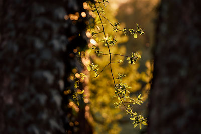 Close-up of yellow flowering plant