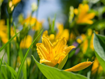 Close-up of yellow flowering plant
