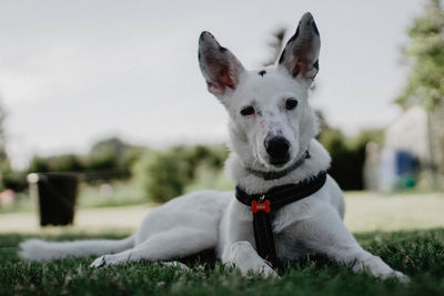 Portrait of dog on field