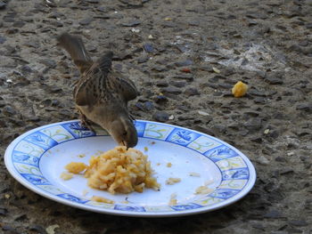 Close-up of bird eating food