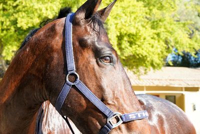 Close up view on brown spanish horse