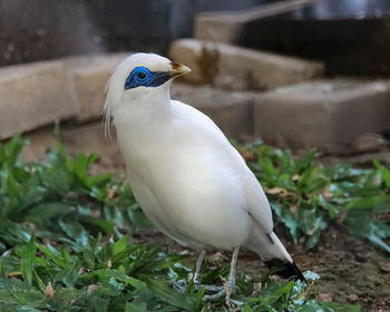 Close-up of seagull perching on land