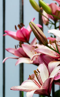 Close-up of pink flowering plant