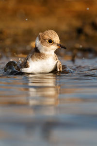 Close-up of seagull