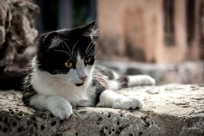 Portrait of a cat looking away