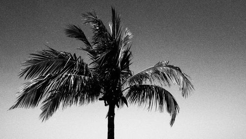 Low angle view of palm tree against clear sky