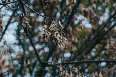 Dry ash seeds.