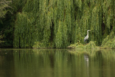 Scenic view of lake in forest