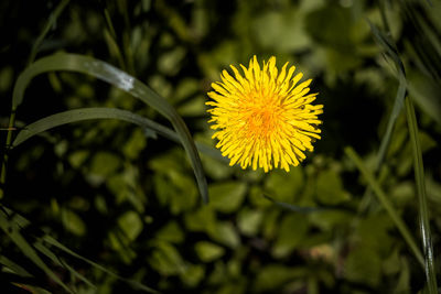 Close-up of yellow flower