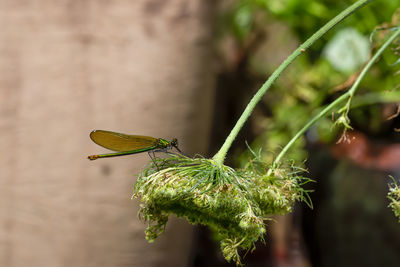 Close-up of butterfly on leaf